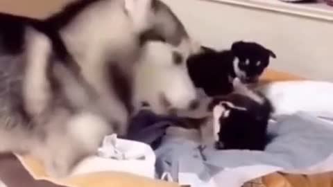 Husky talk to her new born baby