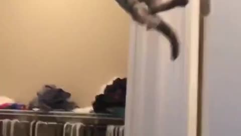 Cat Parkour