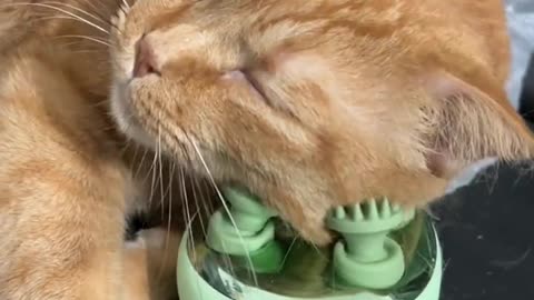 Cat is very tierd #cats #cat #funnyvideo