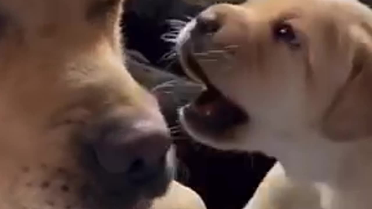 Beautiful dogs 🐶 trending video