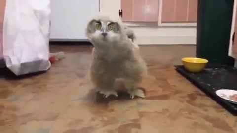 funny owl, funny moment