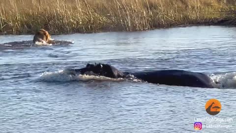 HIPPO ATTACKS 3 LIONS CROSSING THE RIVER