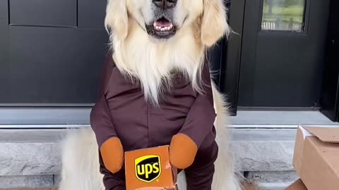 Funny dogs with costumes 😄