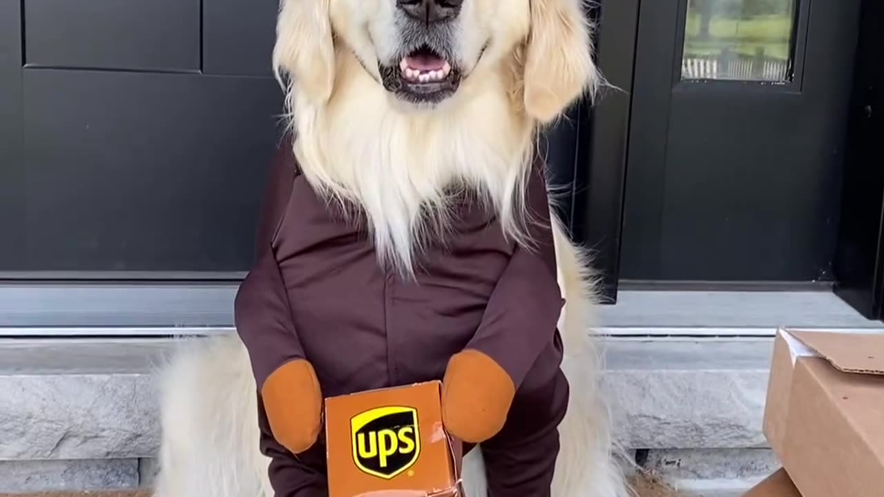 Funny dogs with costumes 😄