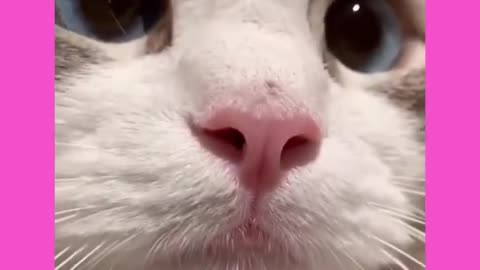 cat voice