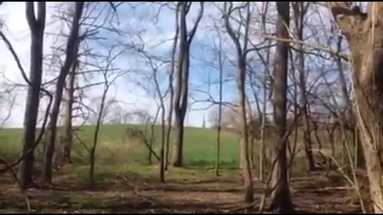 Witness Trees at Gettysburg