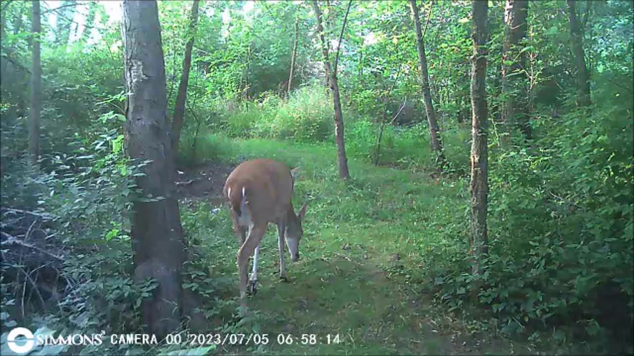 Backyard Trail Cams - Deer at Frog Pond