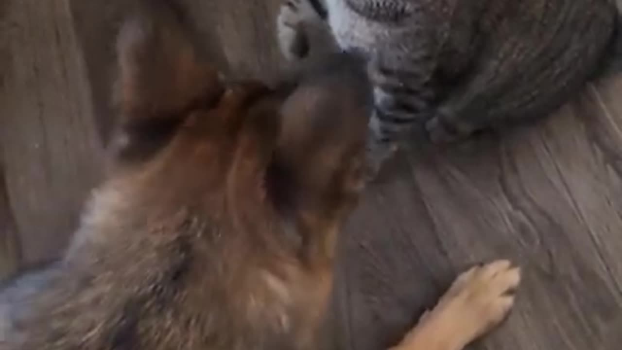 Animals Funny Videos