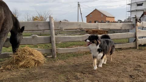 Cute and funny moments of animals - Horse and dog - 4k