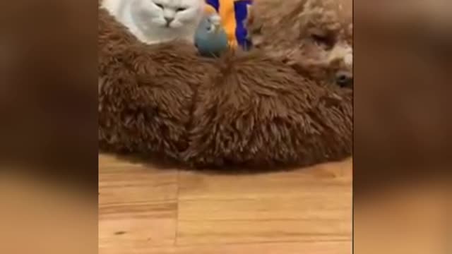 Dog, cat and bird together!