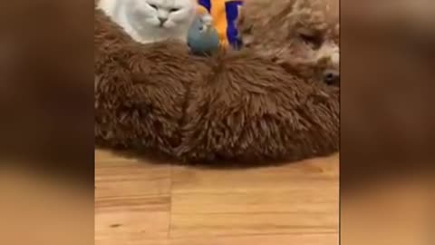 Dog, cat and bird together!