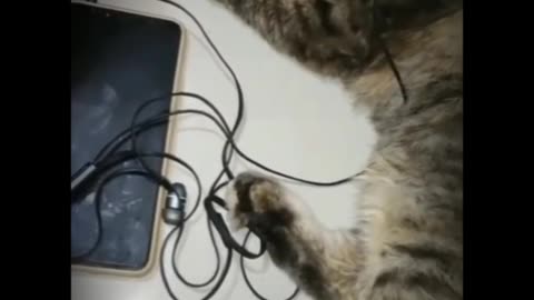Cats beautiful