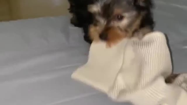 Dog Slips Off Edge of Bed While Attempting to Chew Sweater Over it