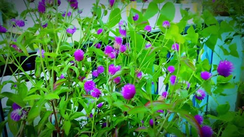 Globe amaranth Flower