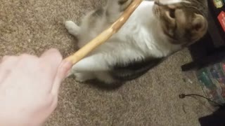 Kitten Mesmerized by & Possessive of Stick