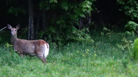 White-tailed deer