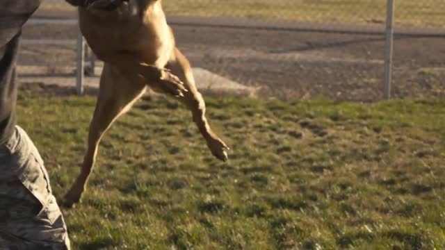 Military Dogs Indian Army|Indian dog training|army dog