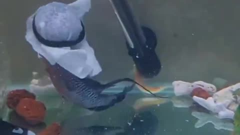 Habibi Fish