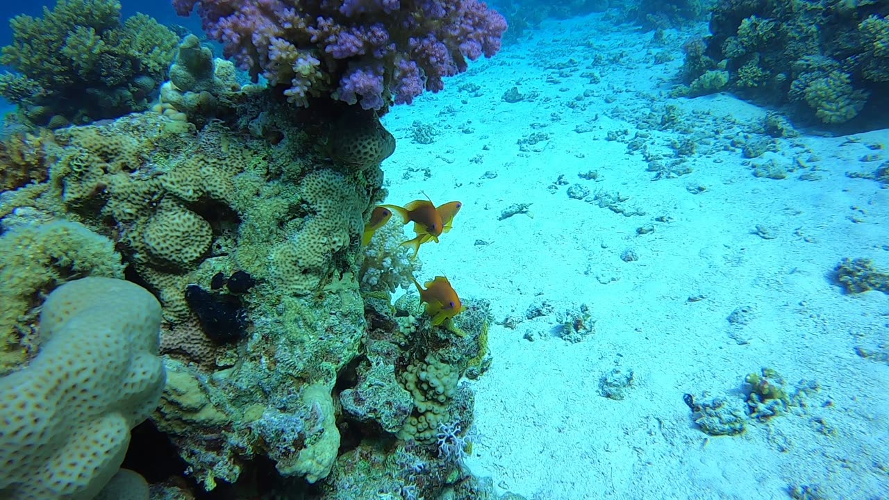 Red Sea SCUBA Diving - Yellow damsel fish