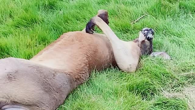 The boxer is off today.