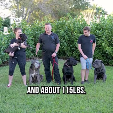 NEW VIDEO ALERT! Is the CANE CORSO Right for You?