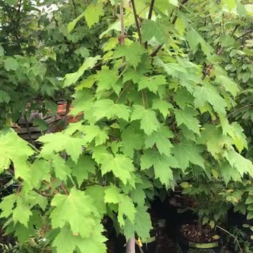 Potted red maple tree at Highland Hill Farm in Bucks County. Call us at 215 651 8329