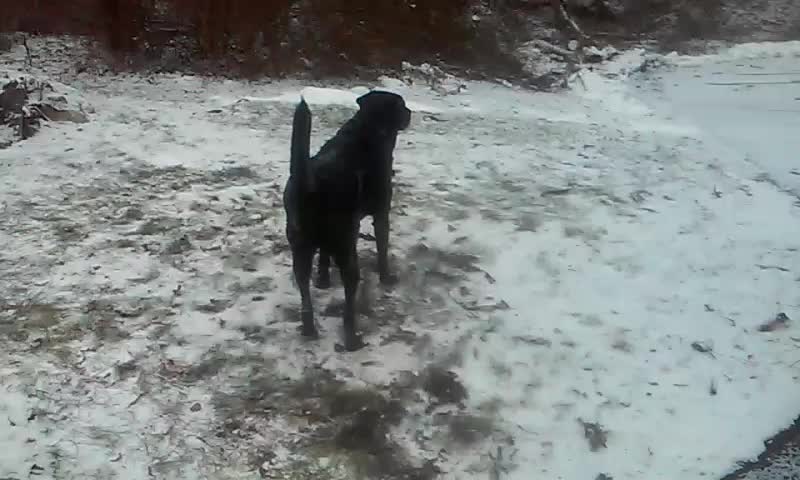 Dog super excited about the snow