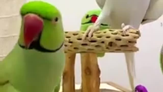 Very Cute Talking Parrot #parrot #birds #parrots #shorts #short