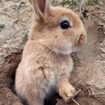 Little rabbit who loves to dig holes