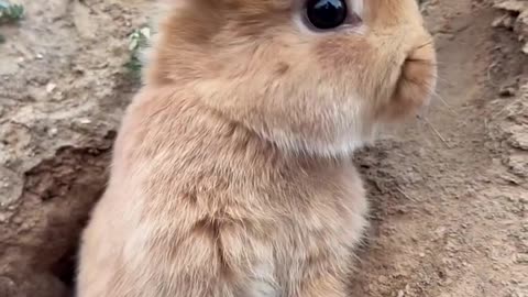 Little rabbit who loves to dig holes