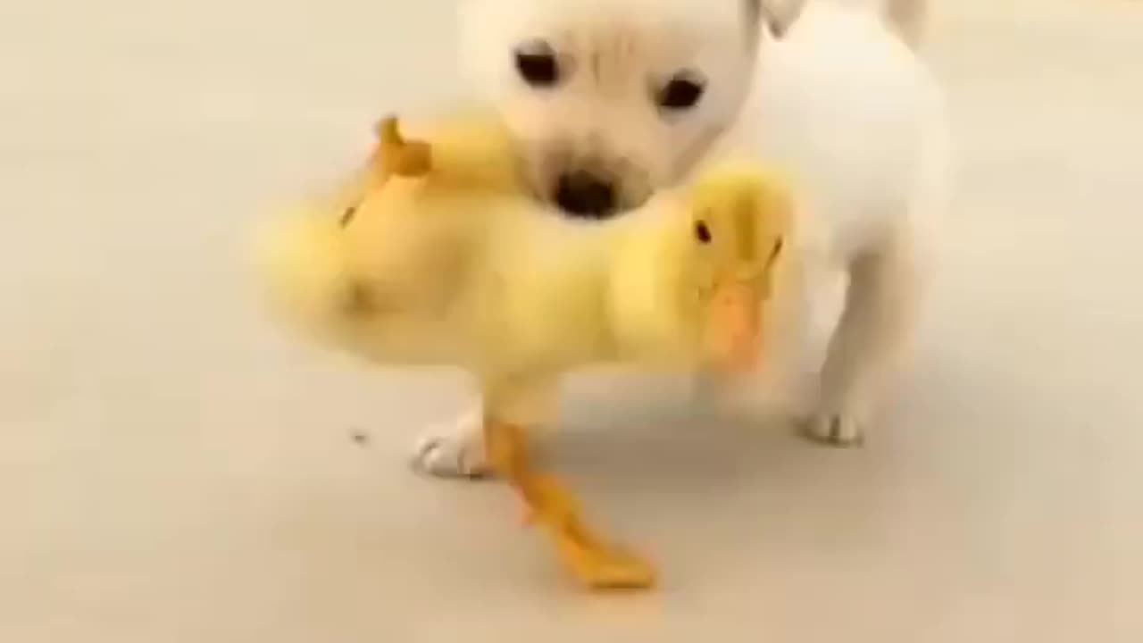 Cute poppy chooses one of the baby ducks to play with.