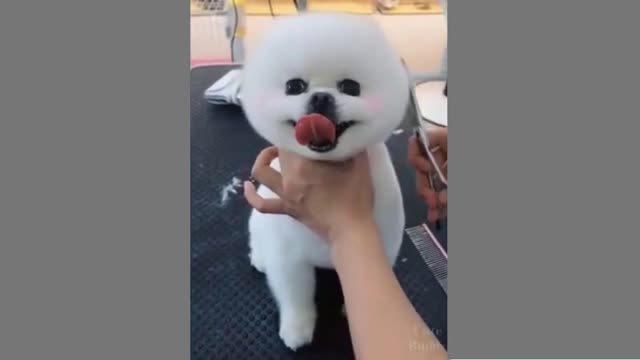 Cute and Funny Pet Compilation. Watch Hilarious acts of pets (AWESOME FUN)