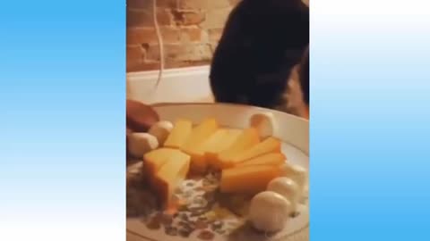 Cute Animals Doing Funny Things 😻