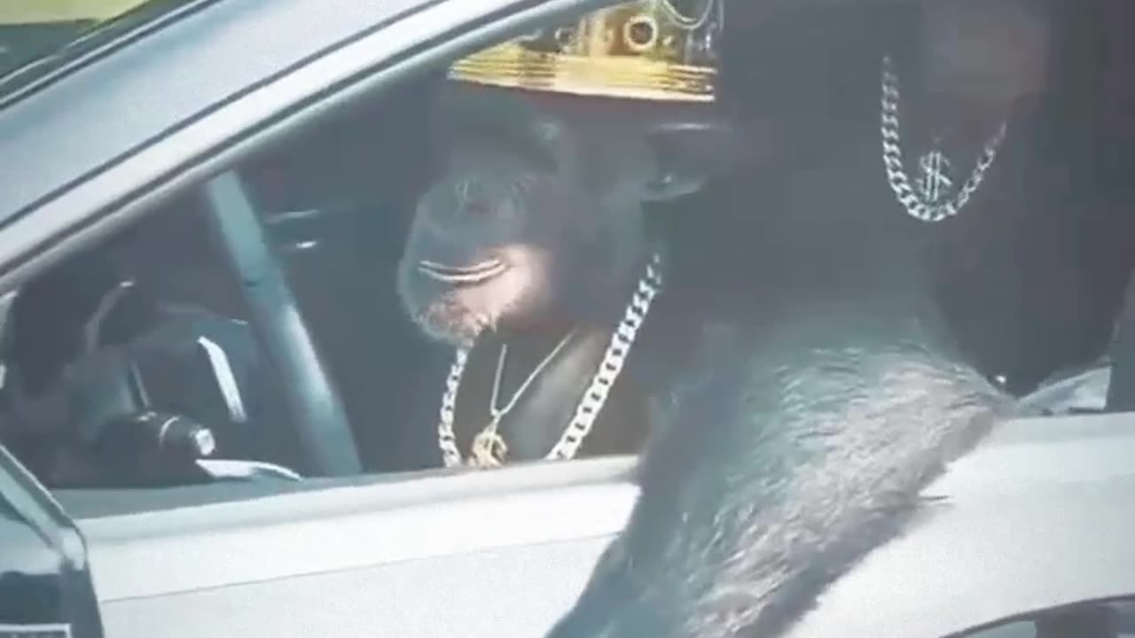 Funny monkey video