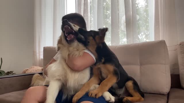 Hugging My Golden Retriever and German Shepherd Puppy for Too Long [TRY NOT TO LAUGH]