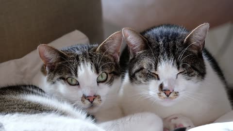 Close-up Footage Of Pet Cats At Rest