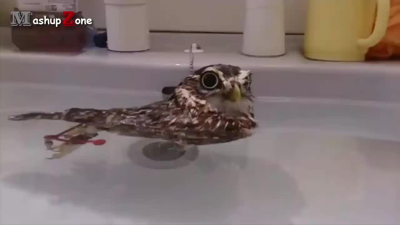 Owl (Danse 😂) - A Funny Owls And Cute Owls Compilation 😍😍😍 ( mashupzone)