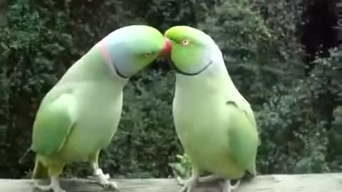 Funny parrots