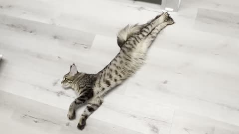 Maine coon stretching out #cat #purebred