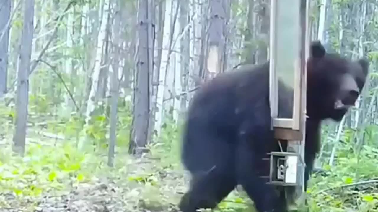 black bear Funny video