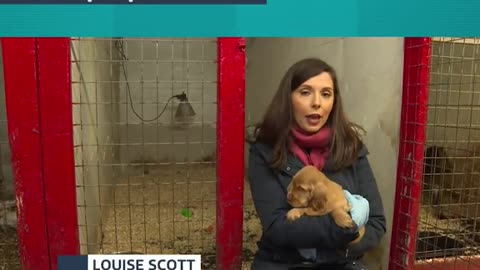 See inside an illegal puppy farm as charities call for pet owners to do proper checks