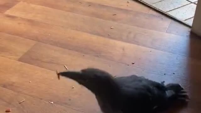 Rescued bird catches treats in mid air just like dog