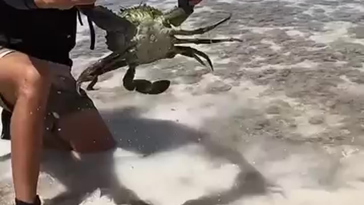 Giant Mudcrab barehanded Catcg