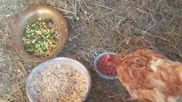 Amanda Grace Talks..NOAHS ARK SANCTUARY THANKSGIVING