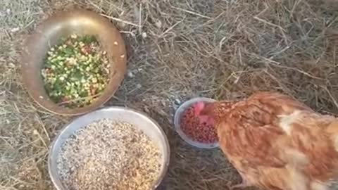 Amanda Grace Talks..NOAHS ARK SANCTUARY THANKSGIVING