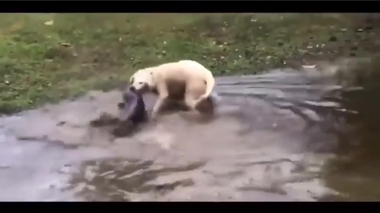 Dog wait patiently to catch a huge catfish