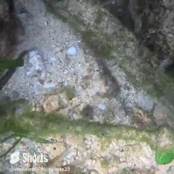 Don't be Crabby little Crab. he got camera shy!