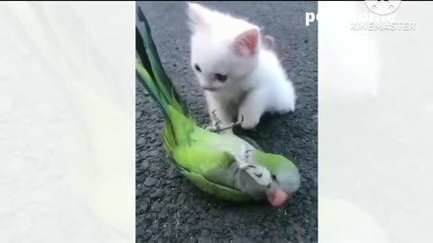 Cute baby cat and parrot