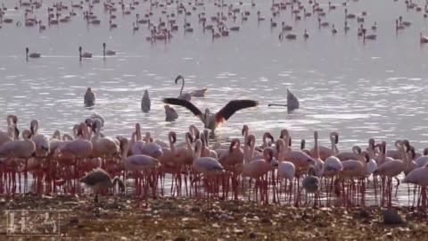 ANIMAUX SAUVAGES - Océan, jungle, milieu naturel - Vidéo HD