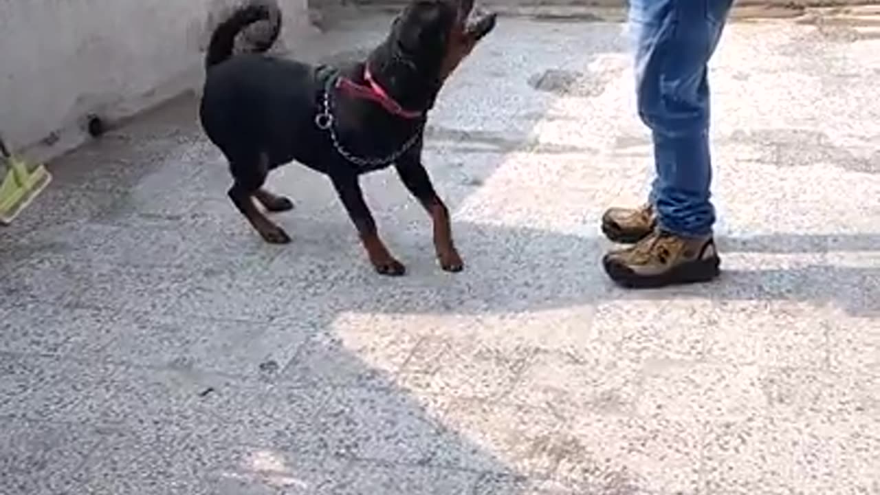 Dogs training